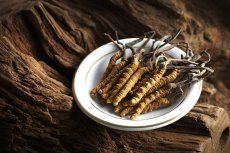 Cordyceps Puntura Premium -100 kapslí
