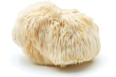Hericium Puntura Premium - 100 kapslí