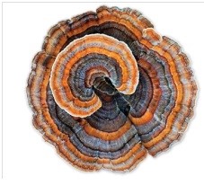 Coriolus Puntura Premium - 100 kapslí