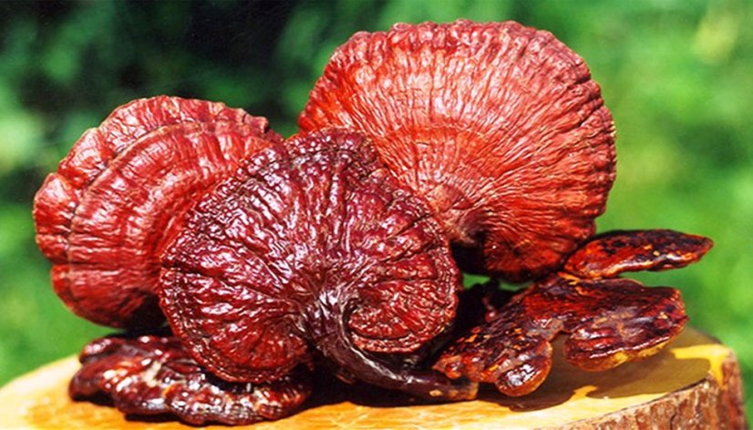 Reishi Puntura Premium - 100 kapslí