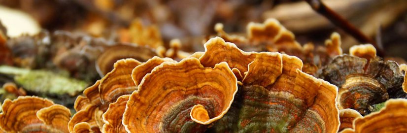 Coriolus Puntura Premium - 100 kapslí